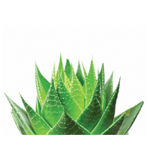 aloe