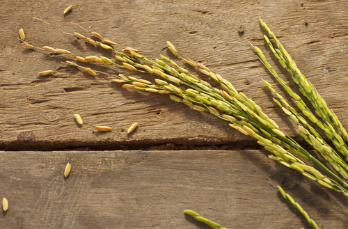 Zeal Wellness' Stabilized Rice Bran